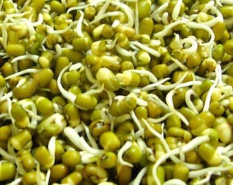 Frijoles Mung Orgánicos, Frijoles Moong, Maash, Gram Verde, Semillas de Sprouting.