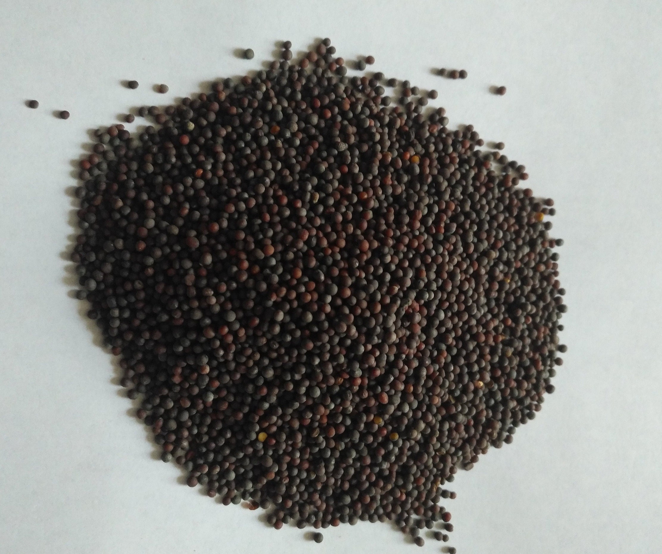 Sinapis seeds, nigra black sinapi seeds, 200 SEEDS ,CODE 504,mustard seeds,  gardening