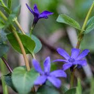 以下が含まれることがあります： 鮮やかな紫色のツルニチニチソウの花が咲き誇るクローズアップ。緑の葉と茎を背景に、五枚の花びらを持つ花が、その繊細な構造を様々な開花段階で示しています。