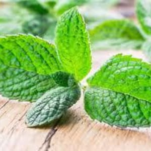 Apple Mint Live Plant- Organically Grown