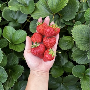 Albion Strawberry Plant – Established Bare Root Live Plant – Sweet Day Neutral Variety