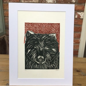 Brown Bear