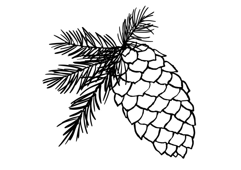 Pine Cone Clip Art Line Art Outline Pine Cone Clipart - Etsy