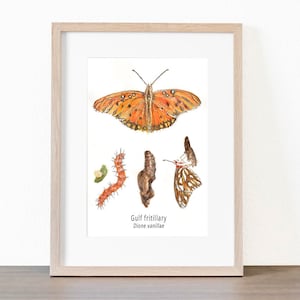 Gulf Fritillary Butterfly Life Cycle Giclee Print Created From The Original Watercolor Painting By Artist Joy Neasley image 8