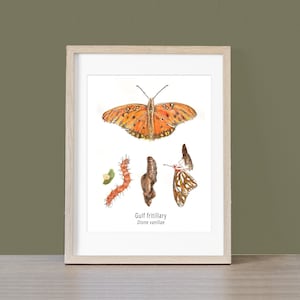 Gulf Fritillary Butterfly Life Cycle Giclee Print Created From The Original Watercolor Painting By Artist Joy Neasley image 1