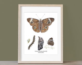 Common Buckeye Butterfly with Life Cycle original watercolor painting by artist Joy Neasley, Butterfly Wall Art