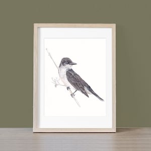 Eastern Kingbird Giclee Fine Art Print from an Original Watercolor Painting by artist Joy Neasley