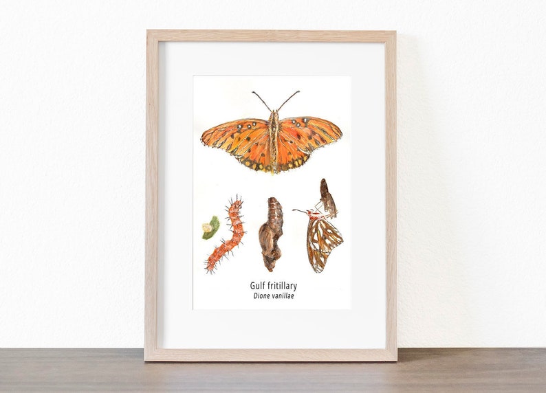 Gulf Fritillary Butterfly Life Cycle Giclee Print Created From The Original Watercolor Painting By Artist Joy Neasley image 8