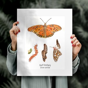 Gulf Fritillary Butterfly Life Cycle Giclee Print Created From The Original Watercolor Painting By Artist Joy Neasley image 2