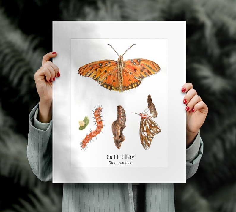 Gulf Fritillary Butterfly Life Cycle Giclee Print Created From The Original Watercolor Painting By Artist Joy Neasley image 2
