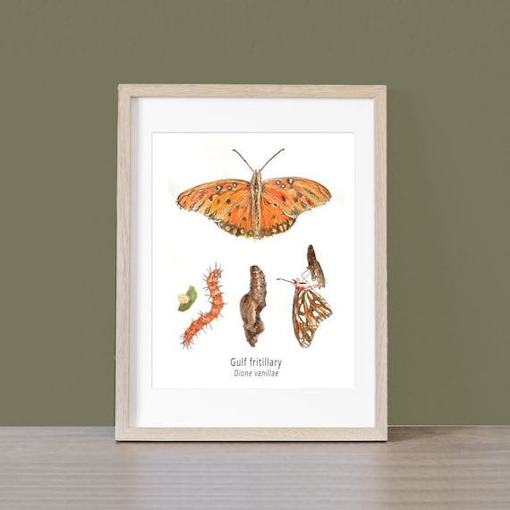 Gulf Fritillary Butterfly Life Cycle Giclee Print Created From The Original Watercolor Painting By Artist Joy Neasley