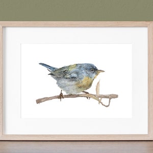 May include: Watercolor painting of a small blue bird perched on a branch. The bird has a yellow breast and is painted in a realistic style.