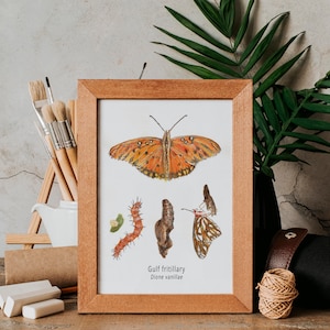 Gulf Fritillary Butterfly Life Cycle Giclee Print Created From The Original Watercolor Painting By Artist Joy Neasley image 3