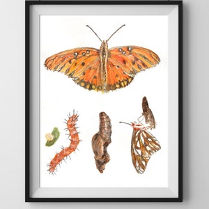 Gulf Fritillary Butterfly Life Cycle Giclee Print Created From The Original Watercolor Painting By Artist Joy Neasley image 10