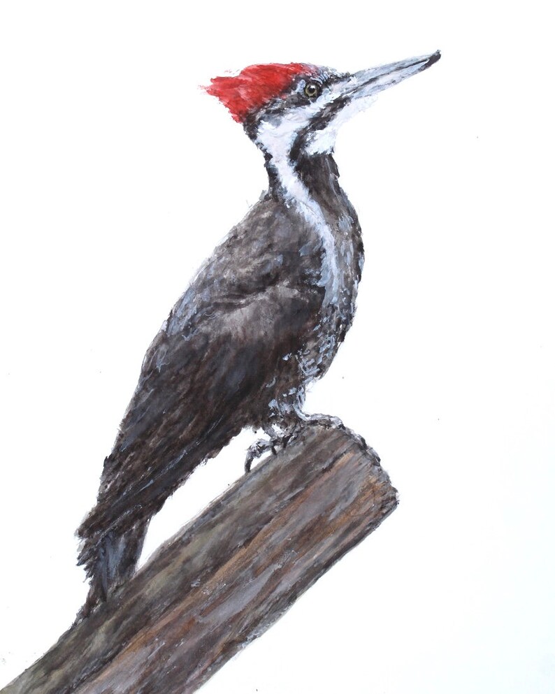 Pileated Woodpecker Watercolor Fine Art Print from an Original | Etsy