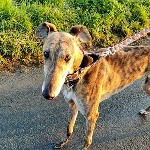 Harlequin Dress Lead, dog lead, walking lead,