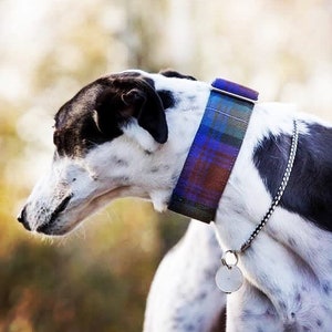 Larry, my adorable greyhound. Seen here wearing his single braided tag collar in black/white, nicely Matching his pelt!