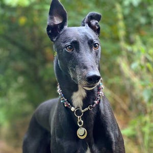 Premium Beaded Double Braided Tag Collar. Tag Collar, I.D. Collar, House Collar, Braided Leather, Greyhound, Whippet, Saluki, Sighthound