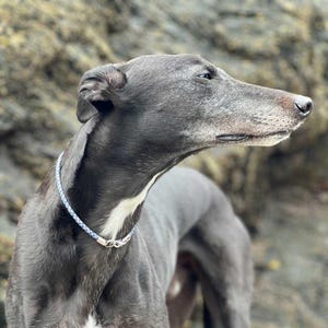 Premium Single Braided Leather Tag Collar, House Collar, Braided Leather, Greyhound, Whippet, sighthound