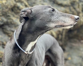 Collare con targhetta in cuoio intrecciato: collare da casa per levriero, whippet, levriero, salutaki