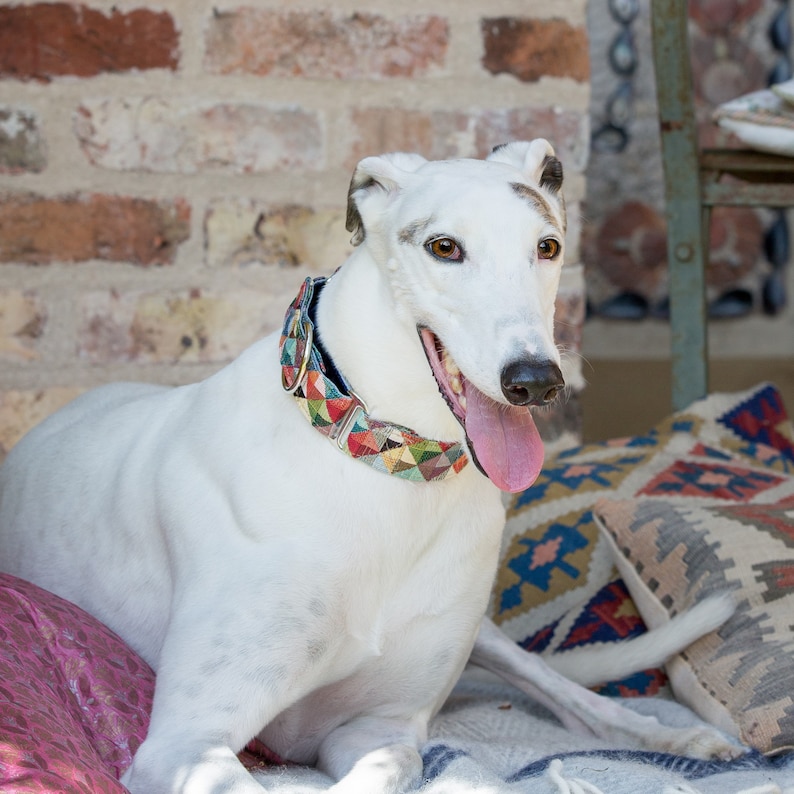 Pu&ograve; includere: Un cane Greyhound bianco con un collare a motivi colorati, seduto su un tappeto a motivi con la lingua di fuori.
