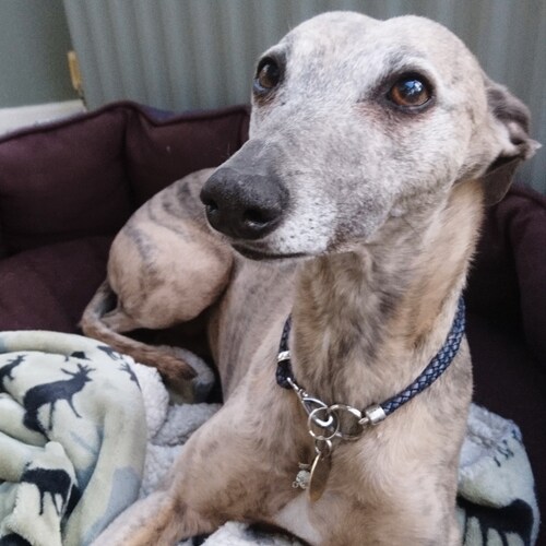 House Collar Canvas Greyhound Tag Collar Sighthound Collar Etsy