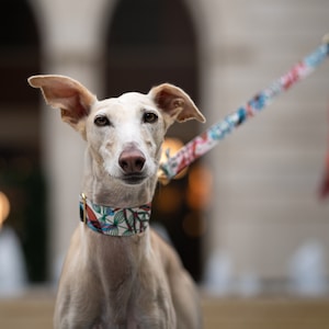 Summer Boho Dress Lead, Greyhound, Whippet, Lurcher, Saluki, Boho Martingale, Sighthound, wide collars, All Breeds