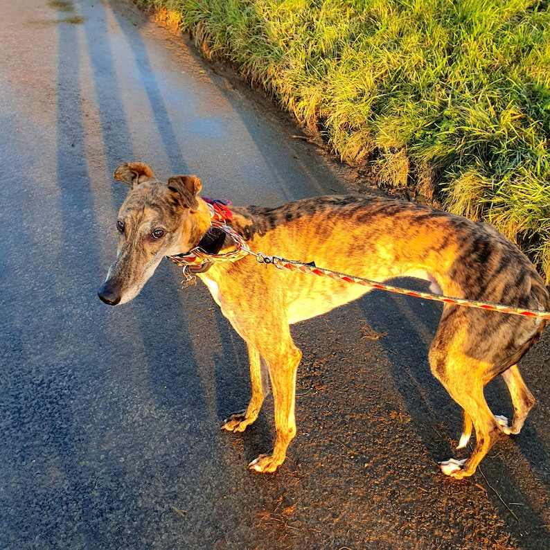 Pu&ograve; includere: Un levriero tigrato con un collare rosso e bianco cammina su un sentiero pavimentato. Il cane guarda a terra. Il sentiero &egrave; circondato da erba verde.