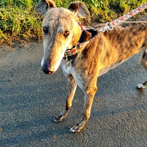 Pu&ograve; includere: Un cane Greyhound tigrato marrone e bianco con un collare e un guinzaglio a motivi rosso, bianco e blu, in piedi su una superficie di asfalto grigia.