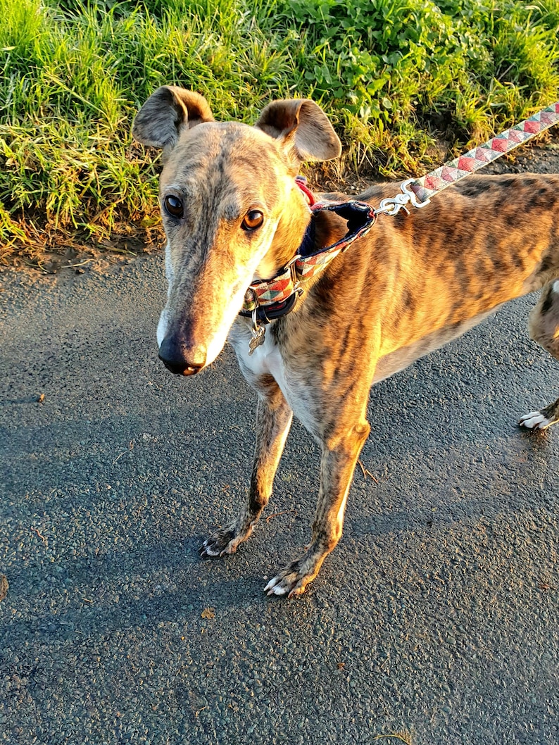 Pu&ograve; includere: Un cane Greyhound tigrato marrone e bianco con un collare e un guinzaglio a motivi rosso, bianco e blu, in piedi su una superficie di asfalto grigia.
