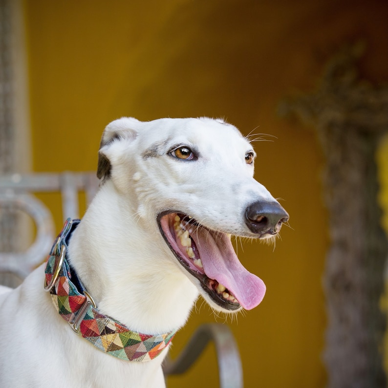 Pu&ograve; includere: Un cane bianco con un collare a motivi colorati guarda a destra con la bocca aperta e la lingua di fuori. Il cane &egrave; davanti a un muro giallo.