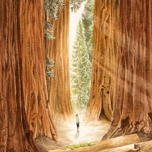 Sequoia National Park Watercolor Print
