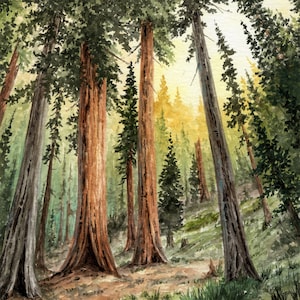 Redwood National Park Watercolor Print
