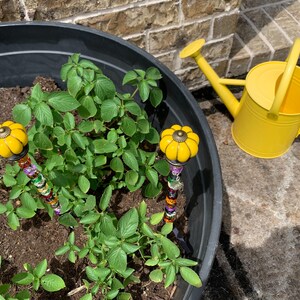 May include: A black plastic planter with a green plant growing in it. Two yellow ceramic flower-shaped garden stakes are in the soil. A yellow watering can is on the ground next to the planter.