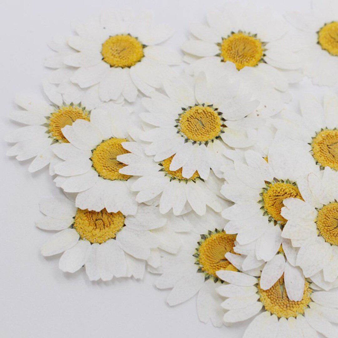 Pressed Daisies Bulk Dried Flowers for Resin, Soaps, Candles