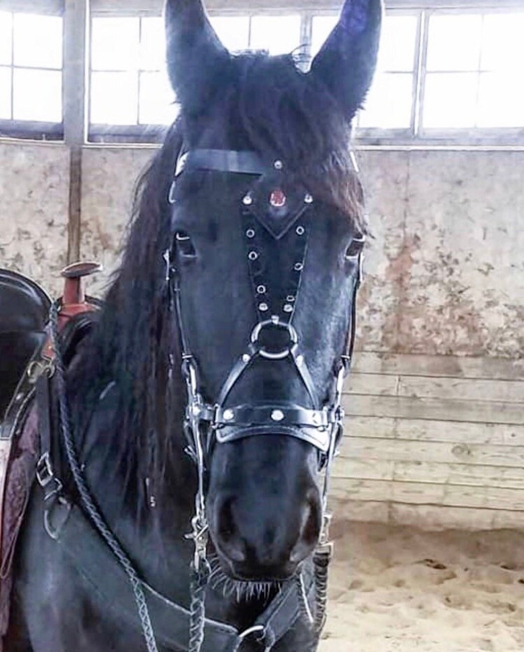 Hackamore Bridle Show Bridle English Bridle Western Bridle Bitless