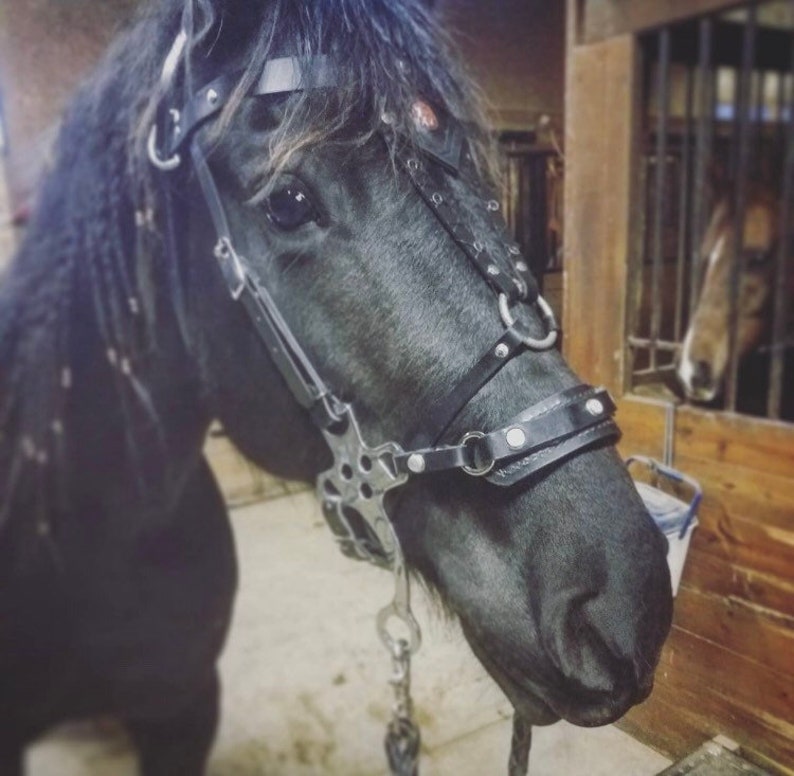 Hackamore Bridle Show Bridle English Bridle Western Etsy Sweden