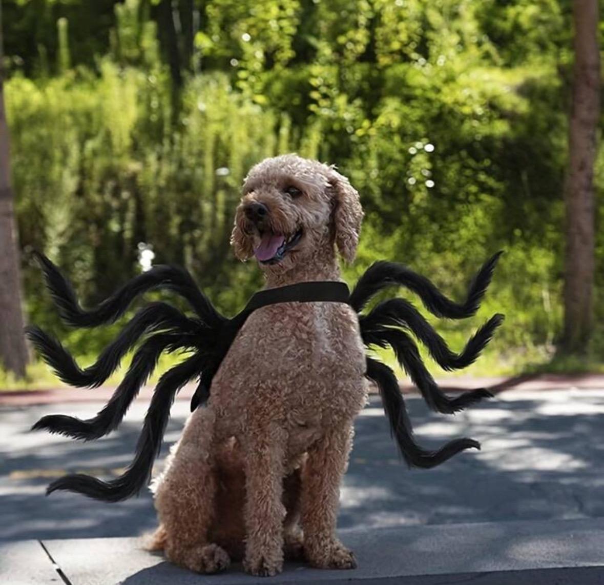 Giant Spider Halloween Costume For Tarantula Spider Dog Costume