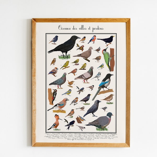 Affiche Oiseaux de France 50-70cm