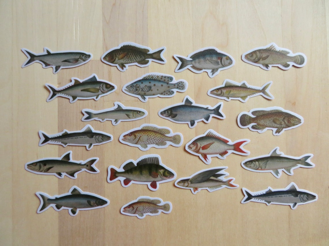 20 Illustrated Fish Stickers Marine Animal Ocean Stickers Etsy