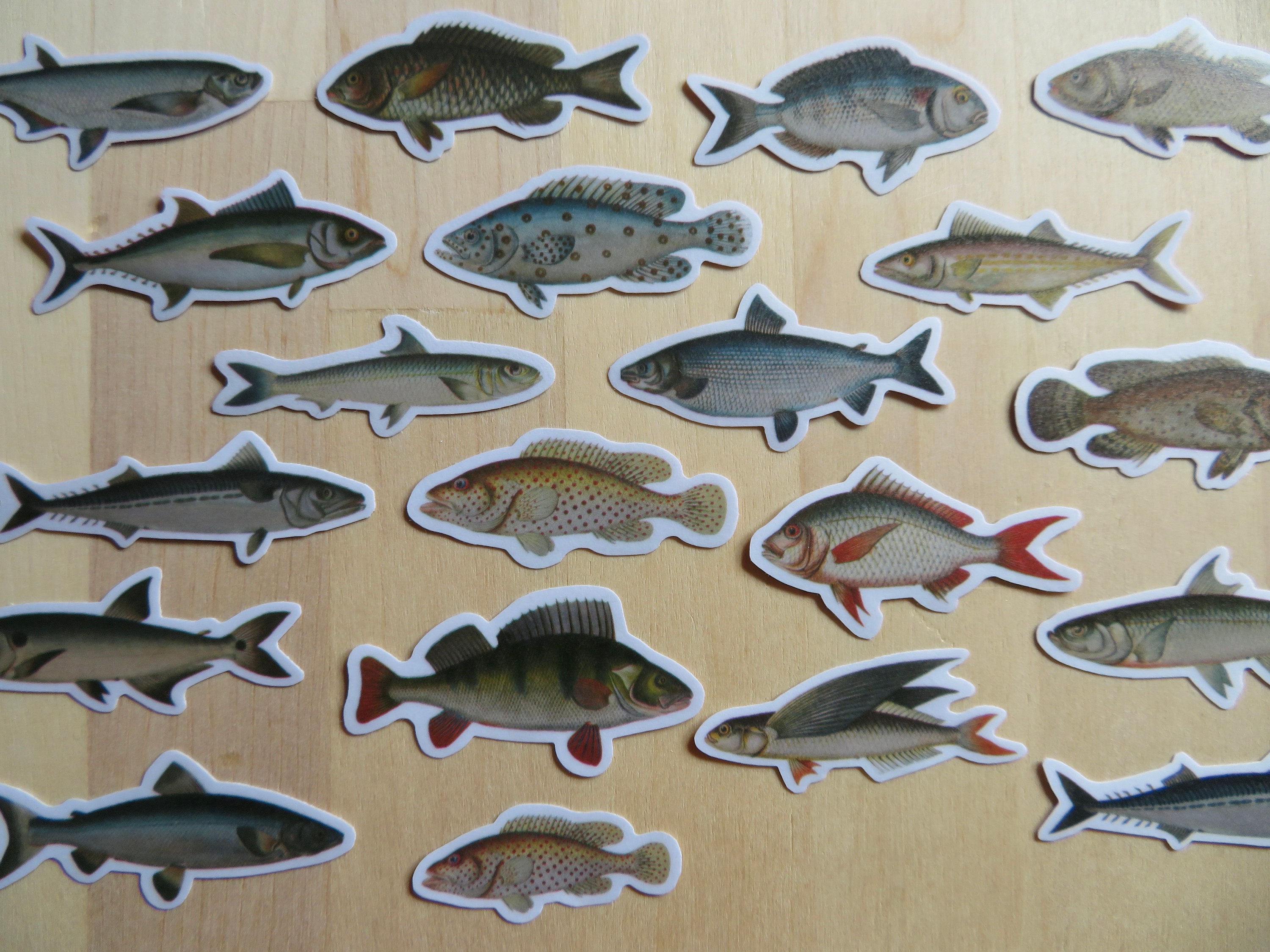 20 Illustrated Fish Stickers Marine Animal Ocean Stickers Etsy
