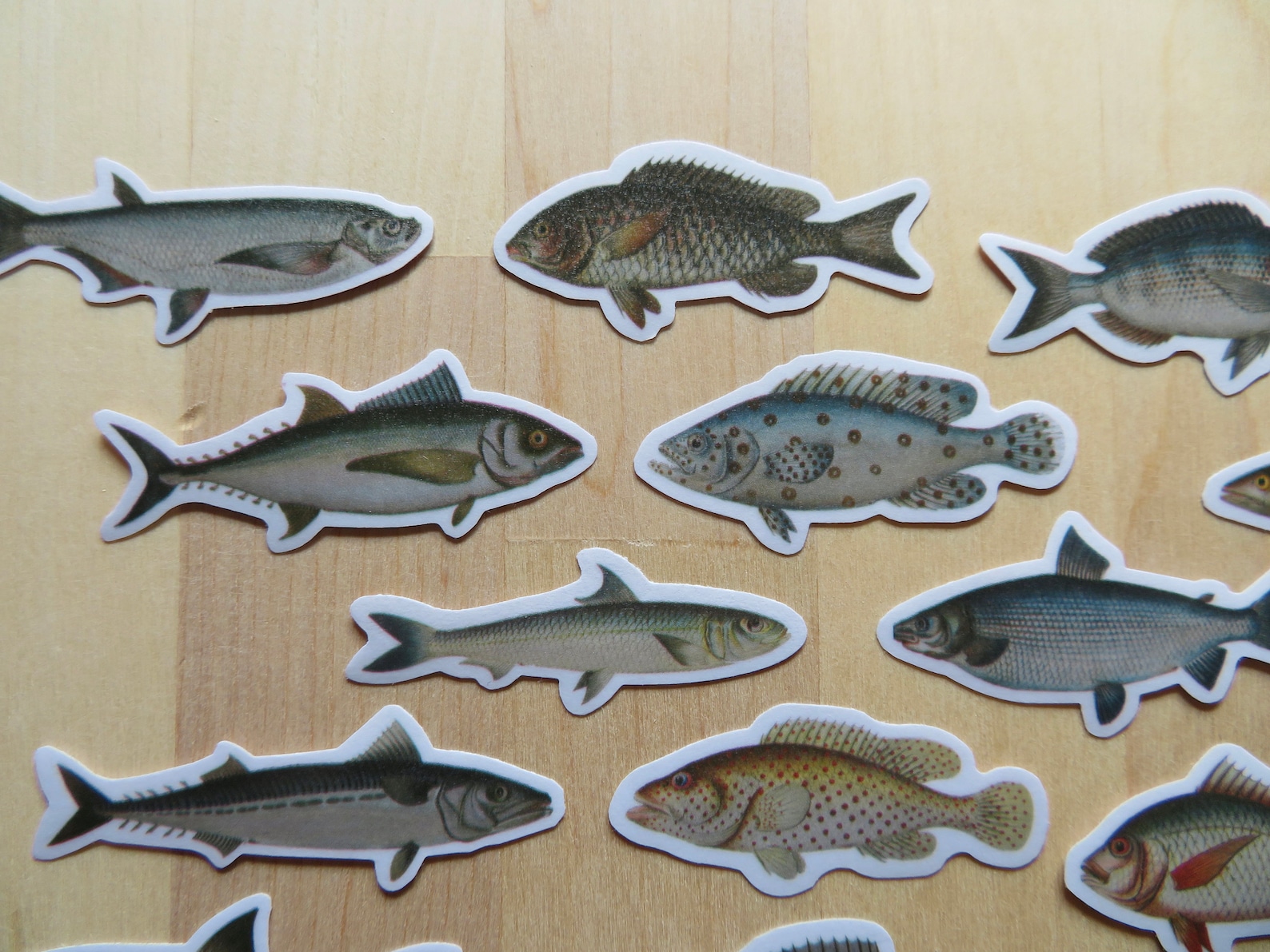 20 Illustrated Fish Stickers Marine Animal Ocean Stickers Etsy