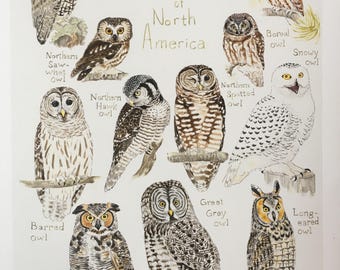 Owl Breeds Chart