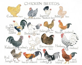 Chicken Breed Chart Pdf