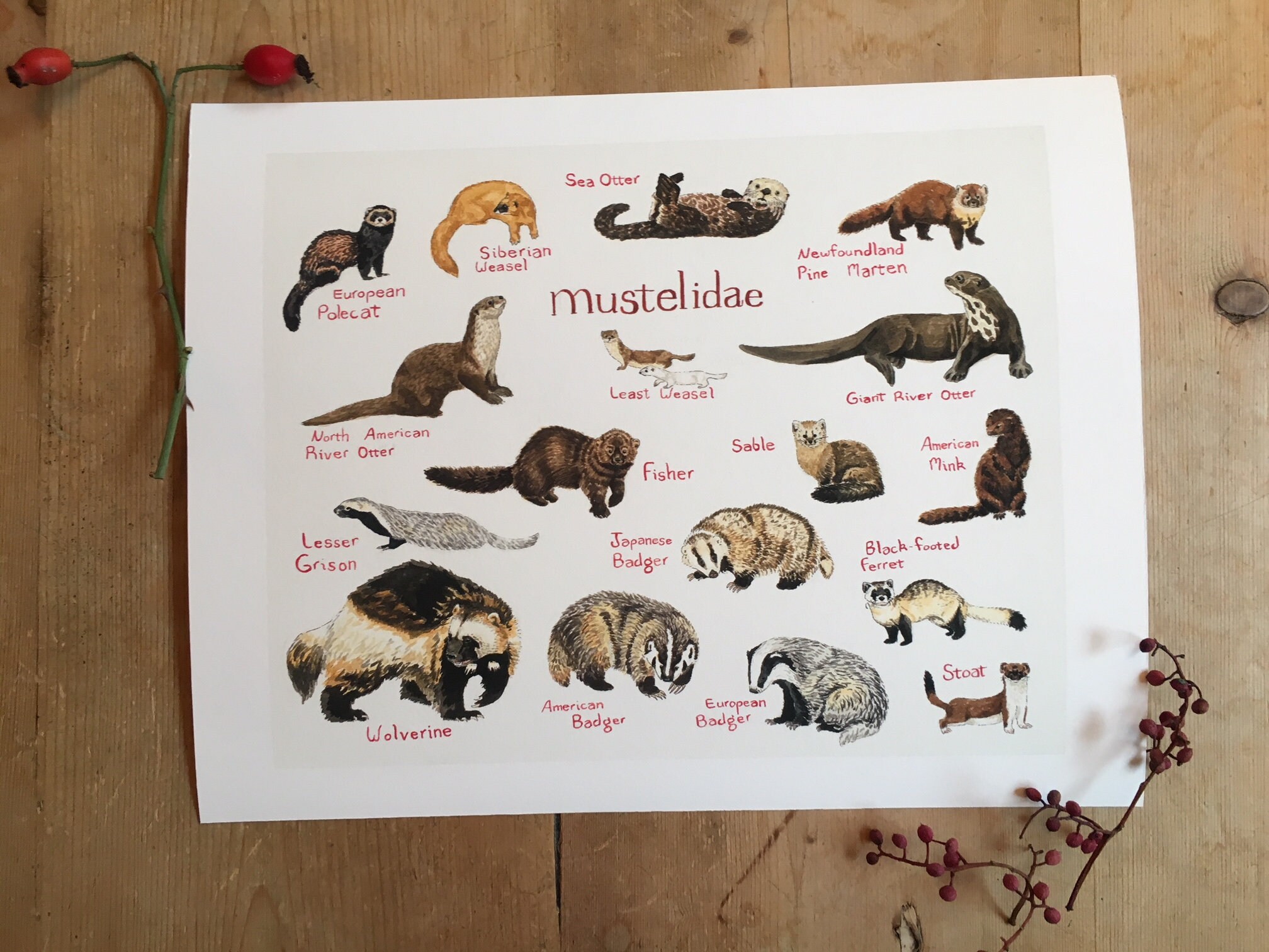 Art Print Weasel Chart - Etsy