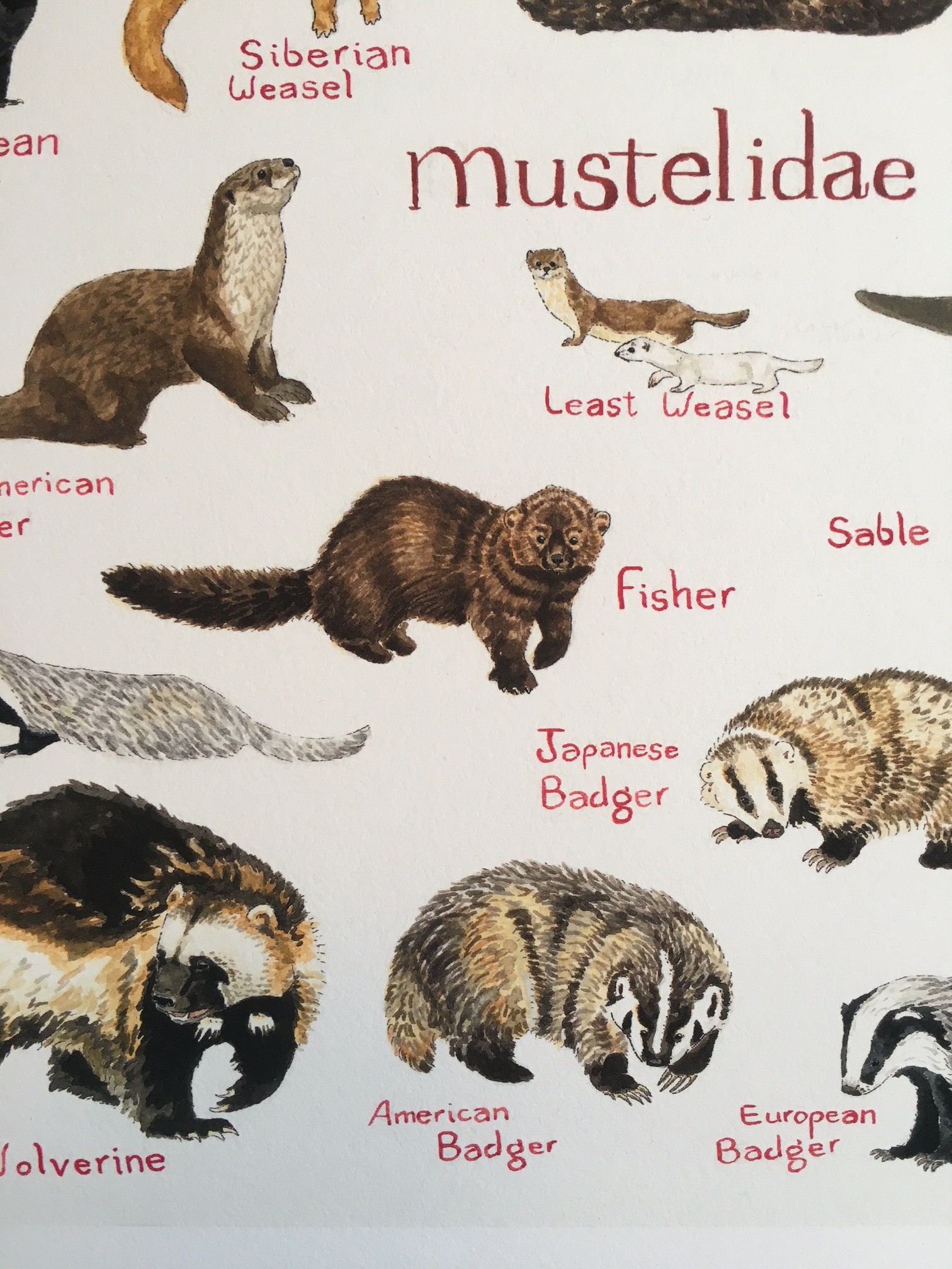 Art Print Weasel Chart - Etsy