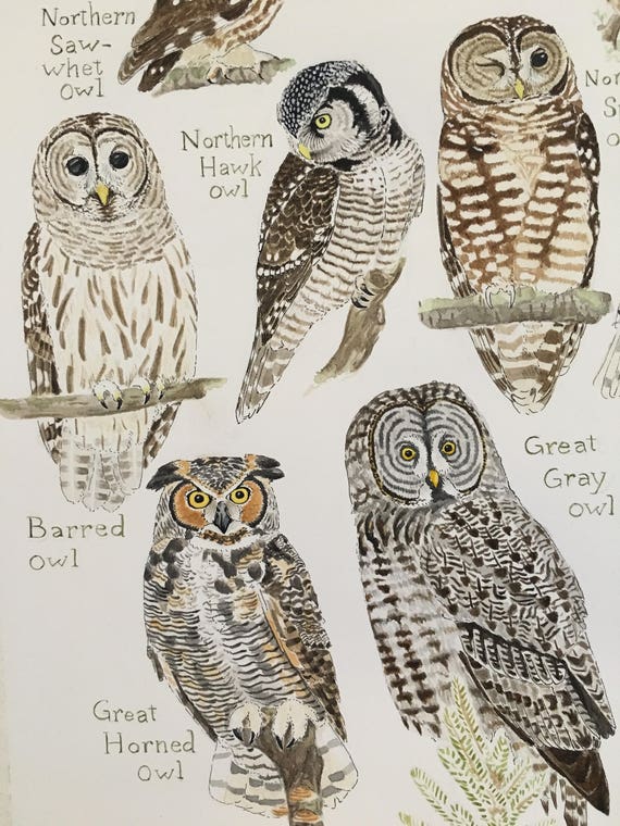 Owl Chart