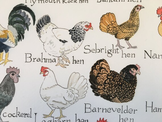 Chicken Chart