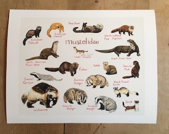 Art Print Weasel Chart