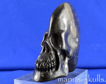 FROSTERLEY MARBLE Manus Conehead Skull ..... 325 million years old Fossil !!
